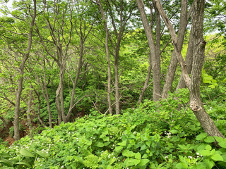 Russia, Vladivostok. Deciduous forest on the island of Shkot in June
