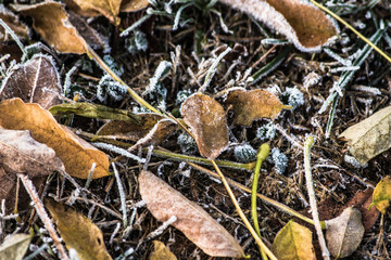 Frost frozen plants early morning winter close up nature background