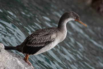 Cormoran Patagonico