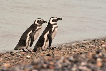 Fototapeta premium pinguino patagonico
