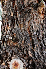 Tree Bark