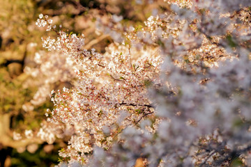 夕日に照らされた桜