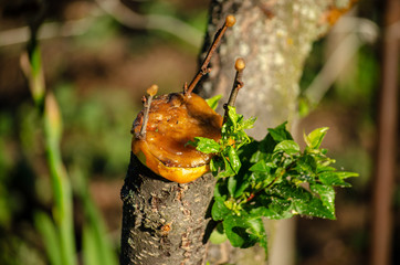 inoculation of the stem under the bark of plum tree to plum