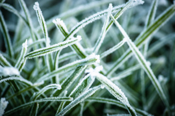 Frozen grass in winter, close up macro ice in winter, early morning cold frost