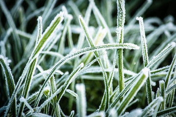 Frozen grass in winter, close up macro ice in winter, early morning cold frost
