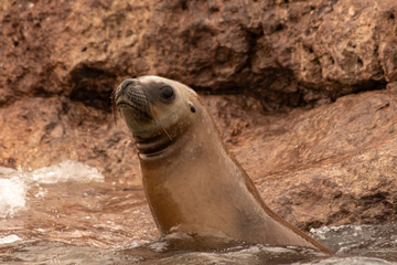 Lobo Marino Dos Pelos