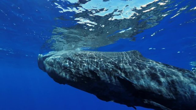 Freediving with sperm whales, tropical water adventures, 