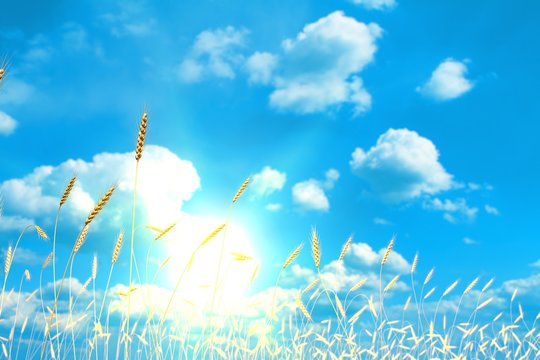 industrial 3D illustration of pretty wheat field, wheat spikelets on sunset sky background - agriculture concept