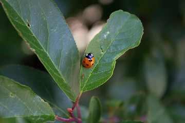 LadyBird