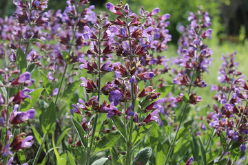 Closeup flowering Salvia officinalis a bright day . Medicinal plants, herbs in the garden. Concept of healthy nutrition.