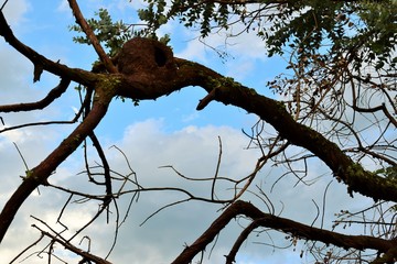 Nido en el árbol