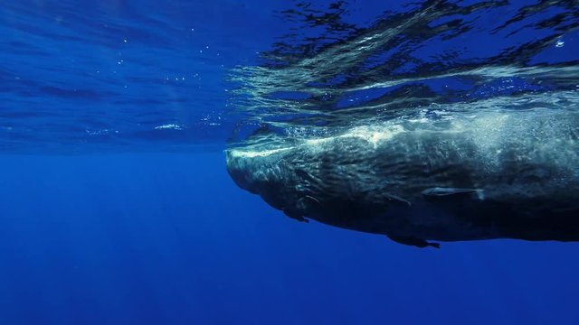 Freediving with sperm whales, tropical water adventures, 