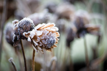 Frost frozen plants early morning winter close up nature background