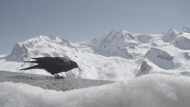 A black grouch bird flies off into the mountains in Zermat, Switzerland