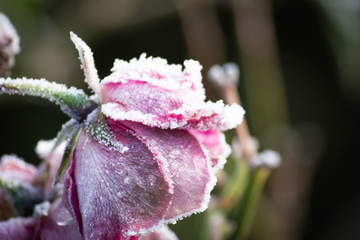 Frost frozen plants early morning winter close up nature background