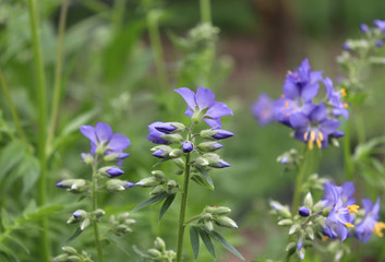 Close up of the blue flowers of an Polemonium plant, also known as Jacob's-ladder or Greek valerian ,Polemoniaceae family in organic garden. Medicinal plants, herbs in the garden.