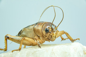 Gryllidae isolated on a white background