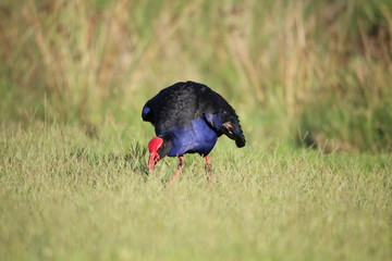 a red-knobbed coot in the morning 