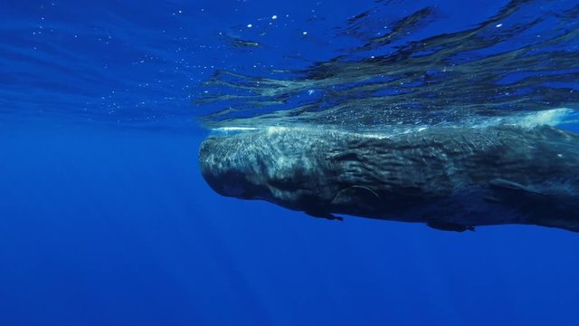 Freediving with sperm whales, tropical water adventures, 