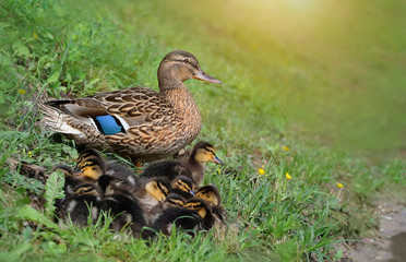 wild duck with ducklings relax on grass. Family of ducks, mother duck and baby on green grass in meadow, summer day. concept of protection of wild animals and environment. copy space