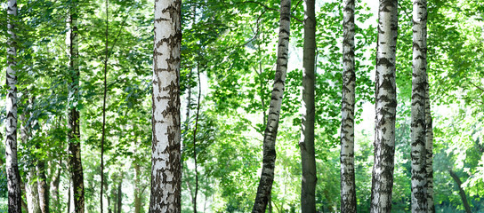 Obraz premium Beautiful nature wilderness background. Summer landscape with green birch forest. White birches and green leaves. banner, template for design. copy space