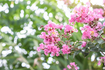 Lagerstroemia flower (Indian Lilac)​ bloom after rain in the garden on blur nature background.