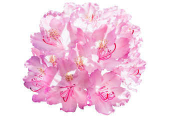 Rhododendron catawbiense bunch of pink flowers on a white isolated background.