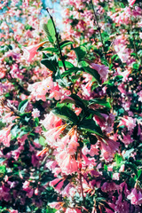 Weigela Caprifoliaceae shrubs with pink flowers. 