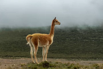 Fotobehang Lonely vicuna in the moor under the gray haze © FABIAN PONCE GARCIA