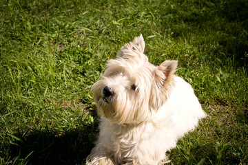 Naklejka na ściany i meble The West highland white Terrier on a green lawn.