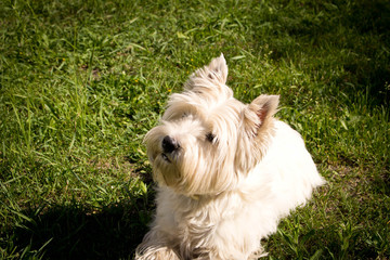 The West highland white Terrier on a green lawn.