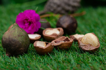 Macadamia fruit with Flowers of pine isolated on green leaf background