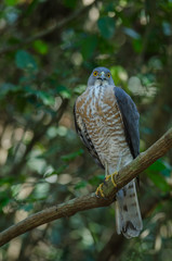 Shikra perching on a branch (Accipiter badius)