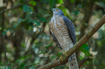 Shikra perching on a branch (Accipiter badius)