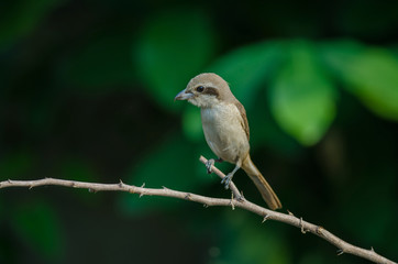 Brown Shrike perching on a branch