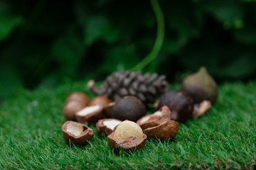 Macadamia fruit with Flowers of pine isolated on green leaf background