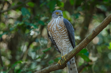 Shikra perching on a branch (Accipiter badius)