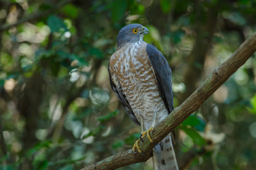 Shikra perching on a branch (Accipiter badius)
