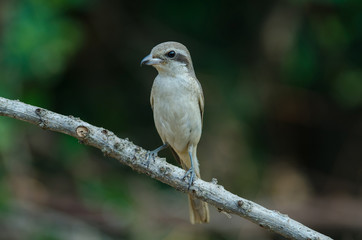 Brown Shrike perching on a branch