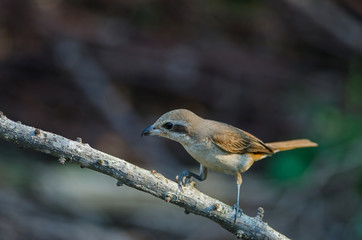 Brown Shrike perching on a branch