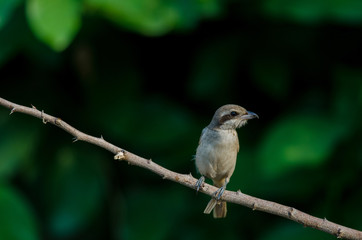 Brown Shrike perching on a branch