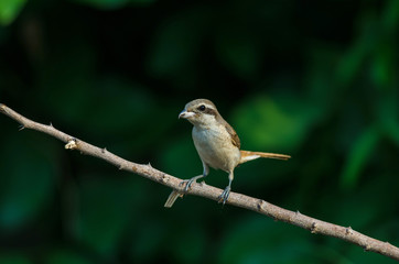 Brown Shrike perching on a branch