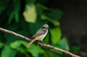 Brown Shrike perching on a branch