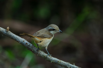 Brown Shrike perching on a branch