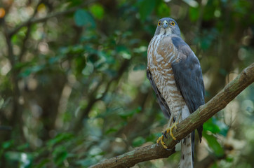 Shikra perching on a branch (Accipiter badius)