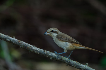 Brown Shrike perching on a branch