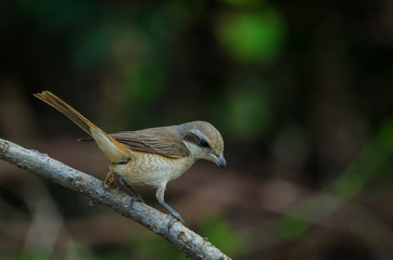 Fototapeta premium Brown Shrike perching on a branch