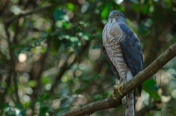 Shikra perching on a branch (Accipiter badius)