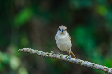 Brown Shrike perching on a branch