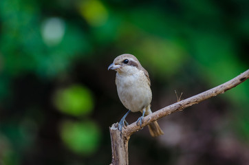 Brown Shrike perching on a branch